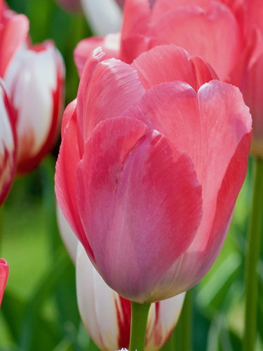 Tulipán darwin hybrid Van Eijk 11/12, 100 ks